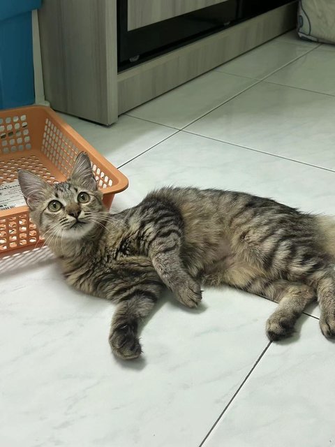 粘人虎斑 - Domestic Medium Hair Cat