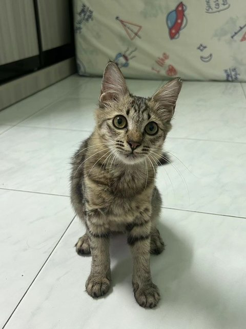 粘人虎斑 - Domestic Medium Hair Cat