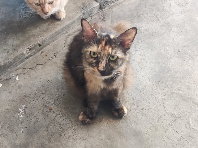 Mama (Pregnant) - Tortoiseshell Cat