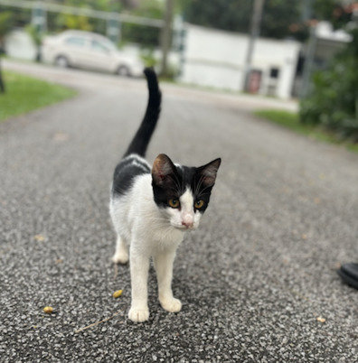 Prince - Domestic Short Hair Cat