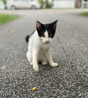 Prince - Domestic Short Hair Cat