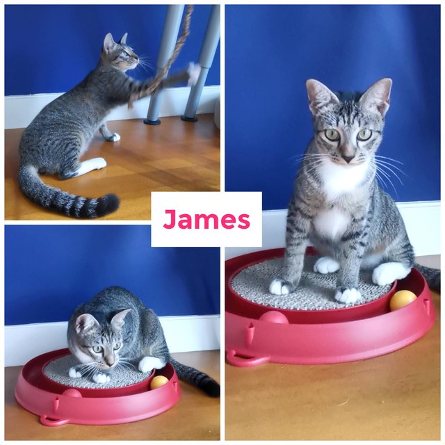 James &amp; Bond (Adopted) - Domestic Short Hair + Tabby Cat