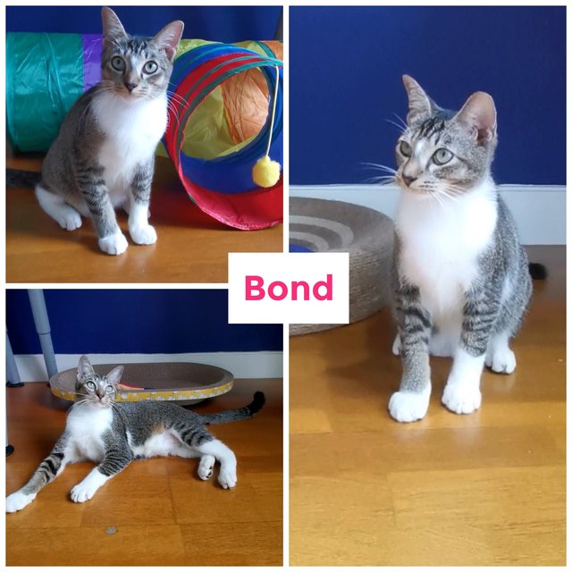 James &amp; Bond (Adopted) - Domestic Short Hair + Tabby Cat