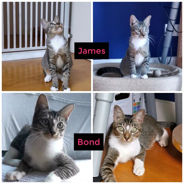 James &amp; Bond (Adopted) - Domestic Short Hair + Tabby Cat