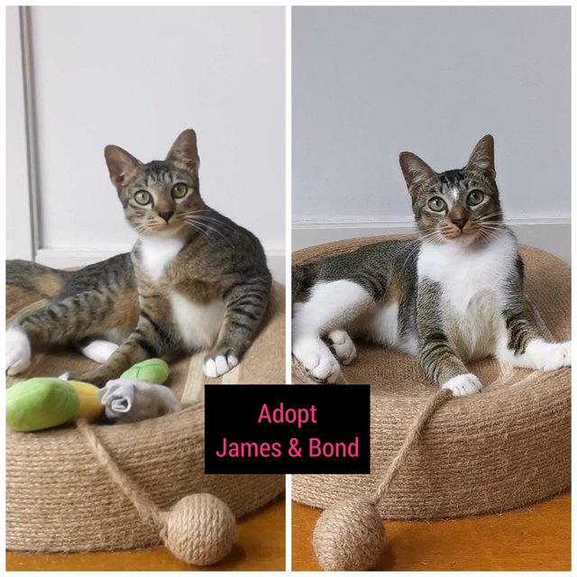 James &amp; Bond (Adopted) - Domestic Short Hair + Tabby Cat