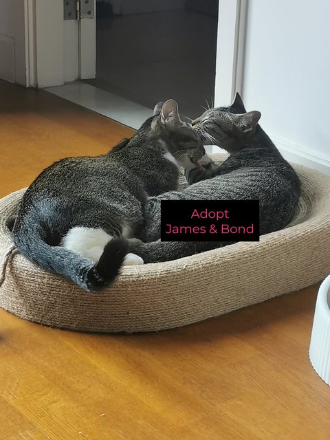 James &amp; Bond (Adopted) - Domestic Short Hair + Tabby Cat