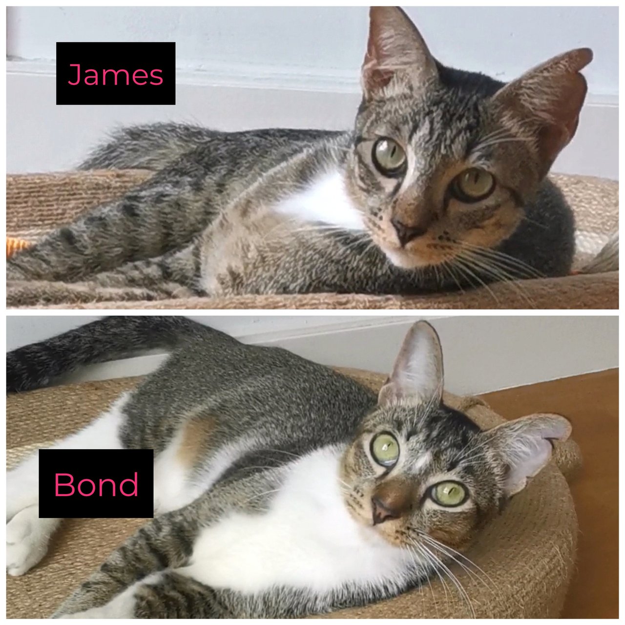 James &amp; Bond (Adopted) - Domestic Short Hair + Tabby Cat