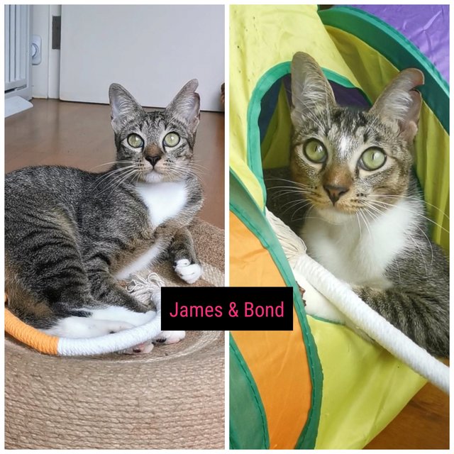 James &amp; Bond (Adopted) - Domestic Short Hair + Tabby Cat