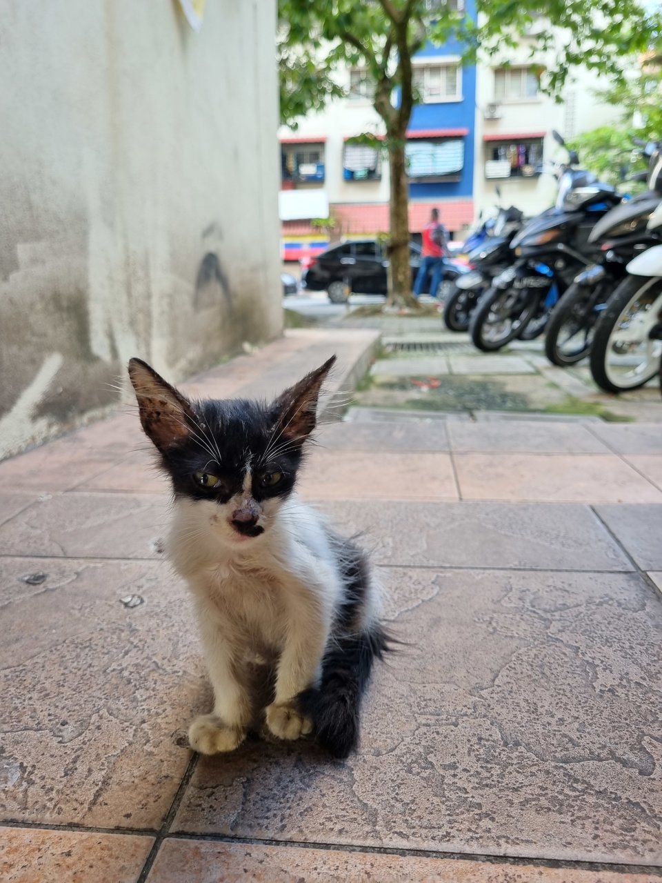 Dom - Domestic Long Hair Cat