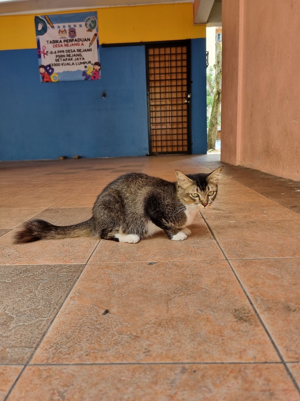 Polly - Tabby Cat