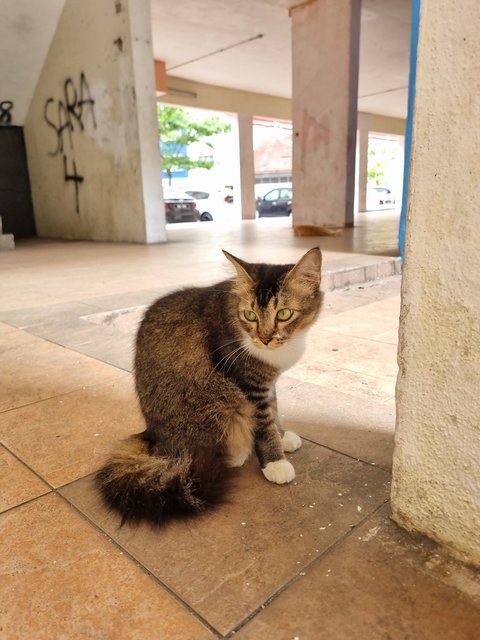 Polly - Tabby Cat