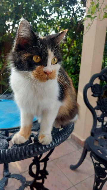 Chica - Persian + Calico Cat