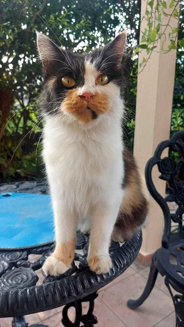 Chica - Persian + Calico Cat