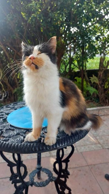 Chica - Persian + Calico Cat