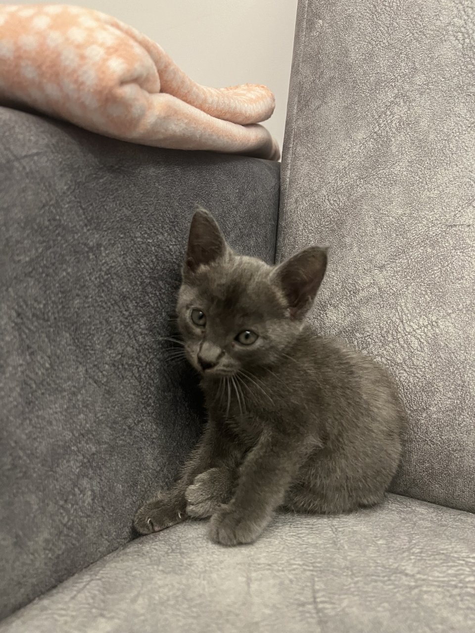 Divo - Domestic Short Hair Cat