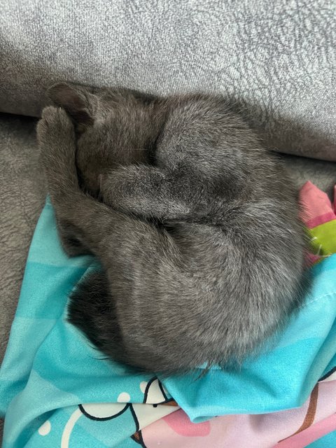 Divo - Domestic Short Hair Cat