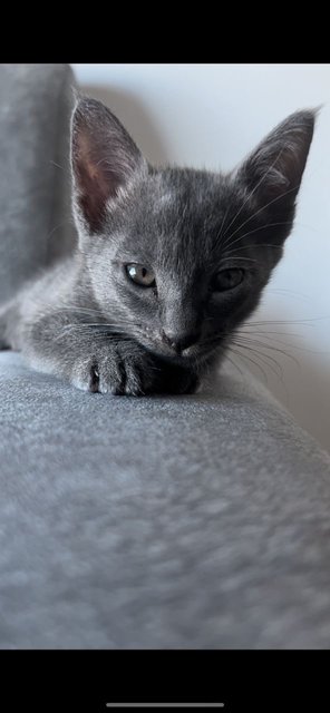 Divo - Domestic Short Hair Cat
