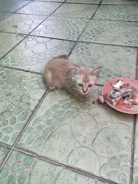 Coklat - Domestic Short Hair Cat