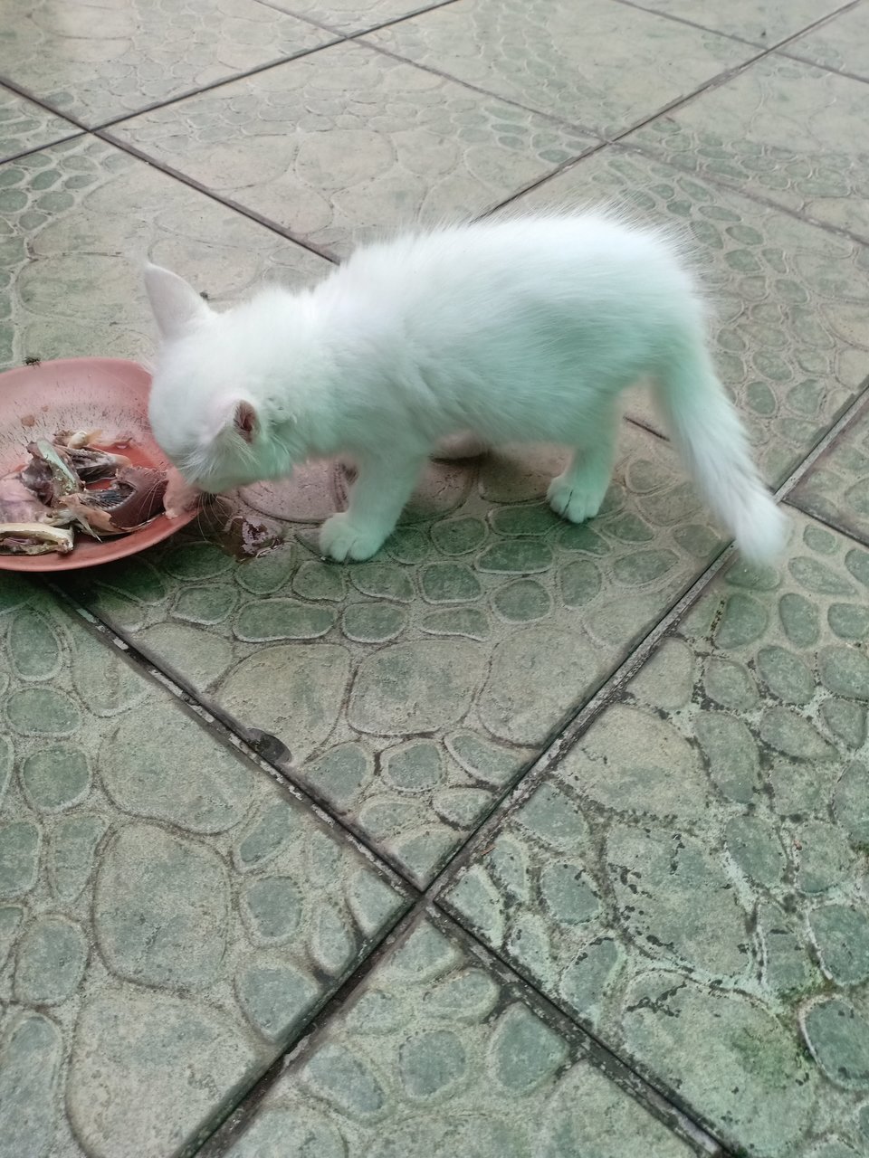 White 1 - Domestic Short Hair Cat