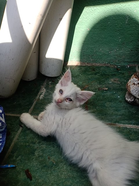 White 1 - Domestic Short Hair Cat