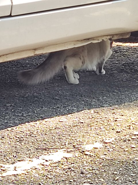 Feifei - Domestic Long Hair Cat