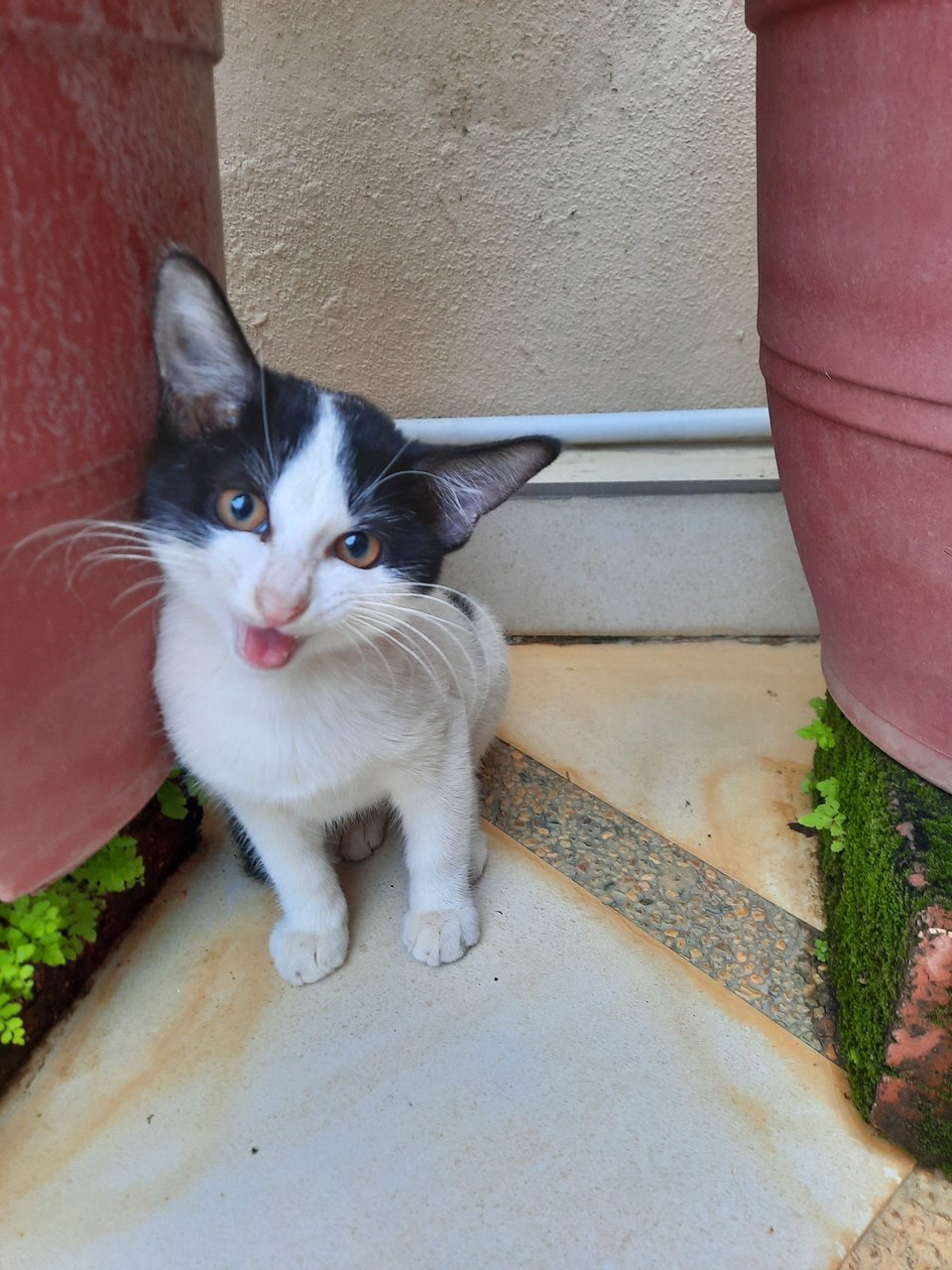 Sparkly - Domestic Medium Hair Cat