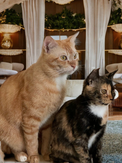 Aura &amp; Kiwi  - Calico + Tabby Cat