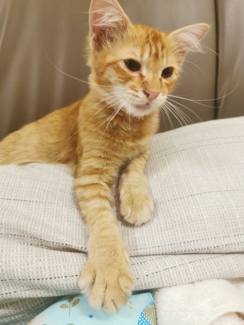 Pose 2 on top of pillow