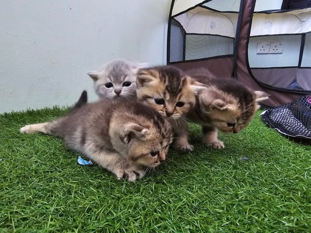 Bsh Kittens Golden-black - British Shorthair Cat