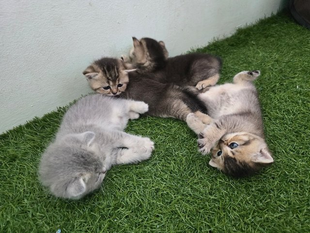 Bsh Kittens Golden-black - British Shorthair Cat