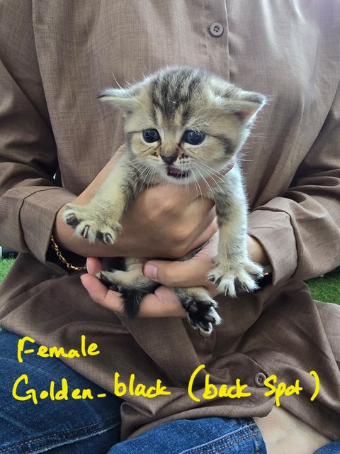 Bsh Kittens Golden-black - British Shorthair Cat