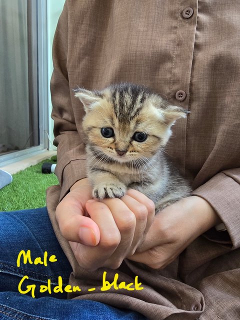 Bsh Kittens Golden-black - British Shorthair Cat