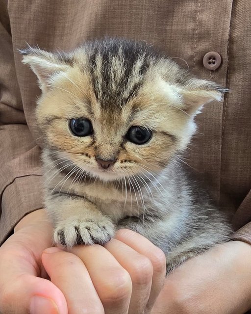 Bsh Kittens Golden-black - British Shorthair Cat