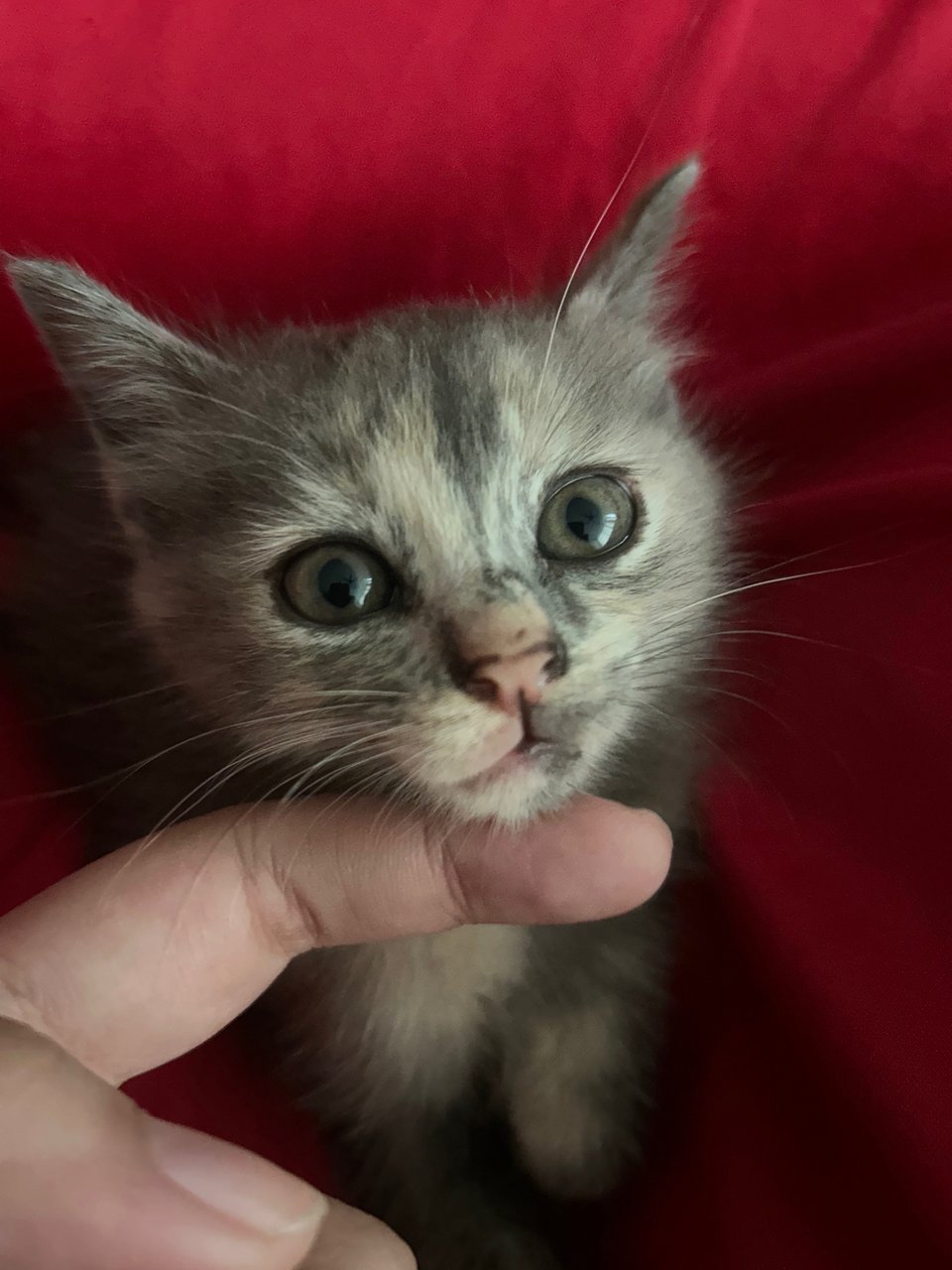 Minie - British Shorthair + Domestic Medium Hair Cat