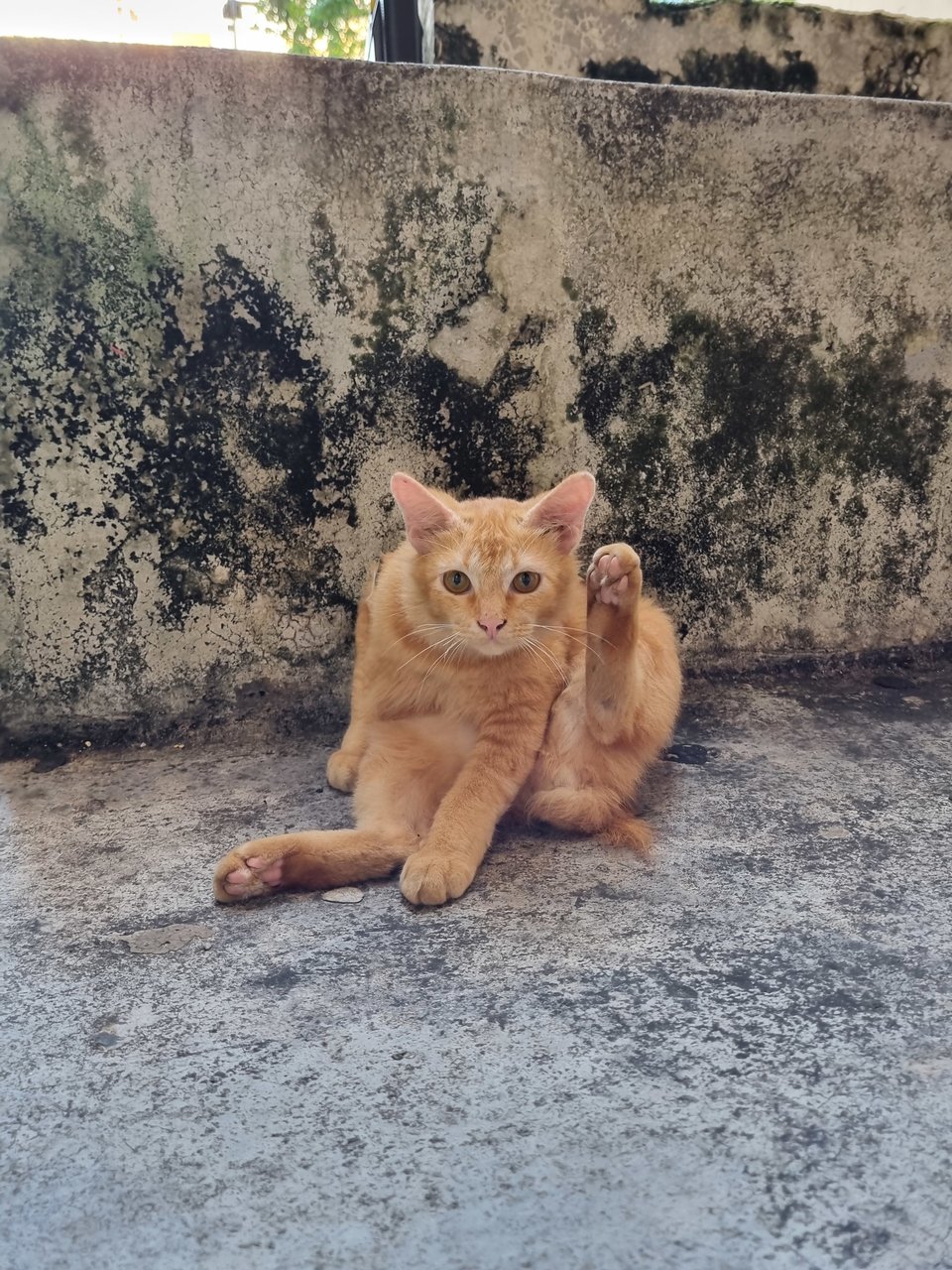 Hush - Domestic Medium Hair Cat