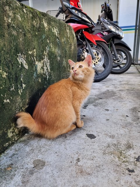 Hush - Domestic Medium Hair Cat