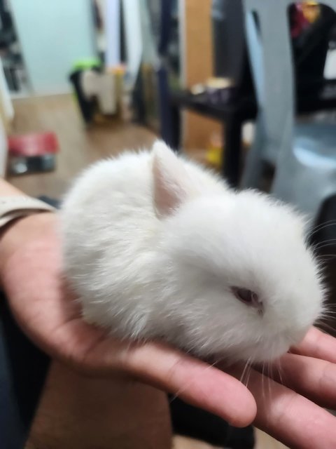 Flash, Snowy, Sesame - Lionhead + American Rabbit