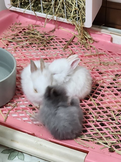 Flash, Snowy, Sesame - Lionhead + American Rabbit