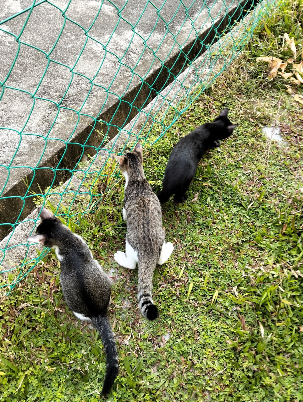 Marco &amp; Izo - Domestic Short Hair Cat