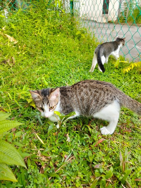 Marco &amp; Izo - Domestic Short Hair Cat