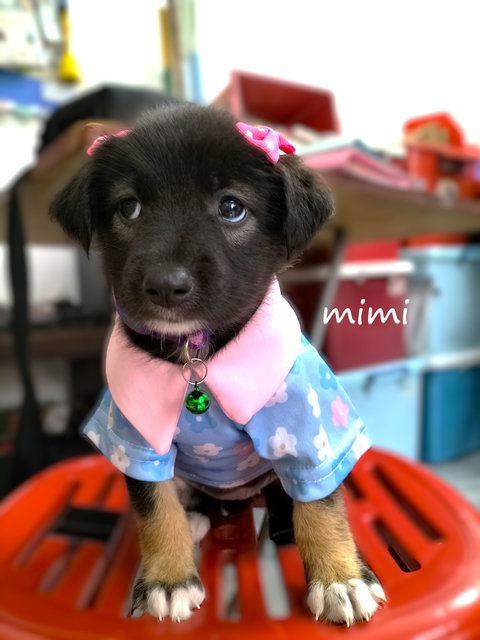 Momo/mimi/mocha/feimei - Mixed Breed Dog