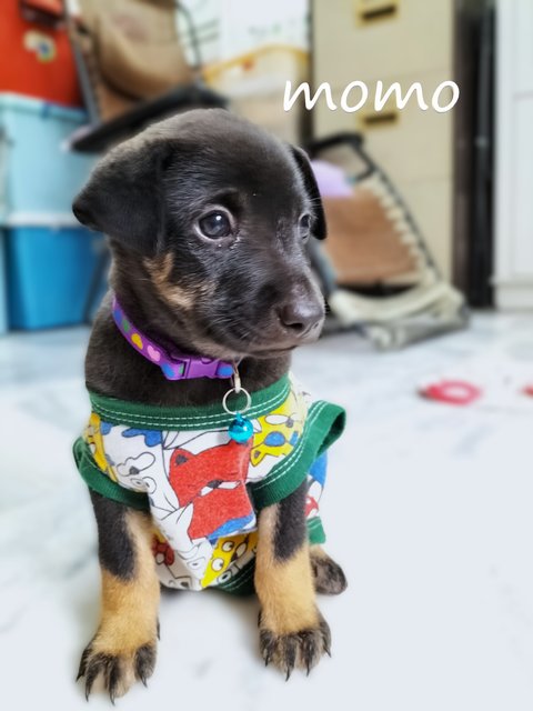 Momo/mimi/mocha/feimei - Mixed Breed Dog