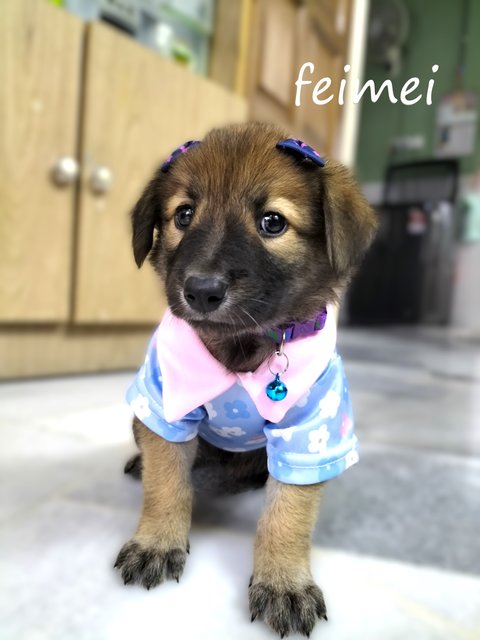 Momo/mimi/mocha/feimei - Mixed Breed Dog