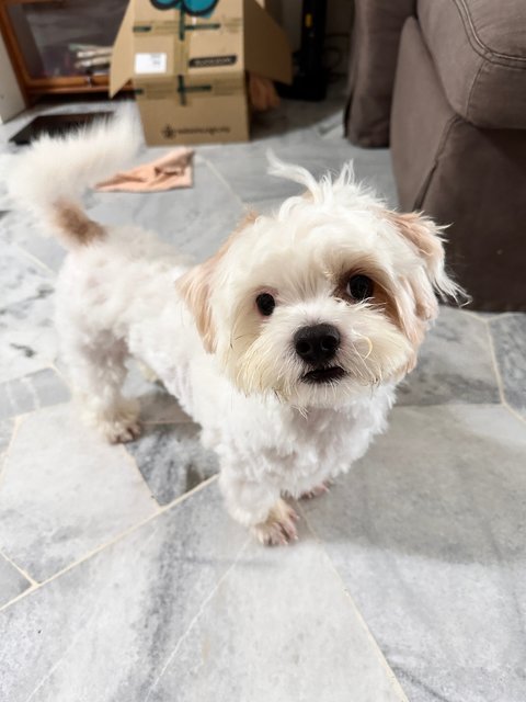 Leo - Shih Tzu Dog