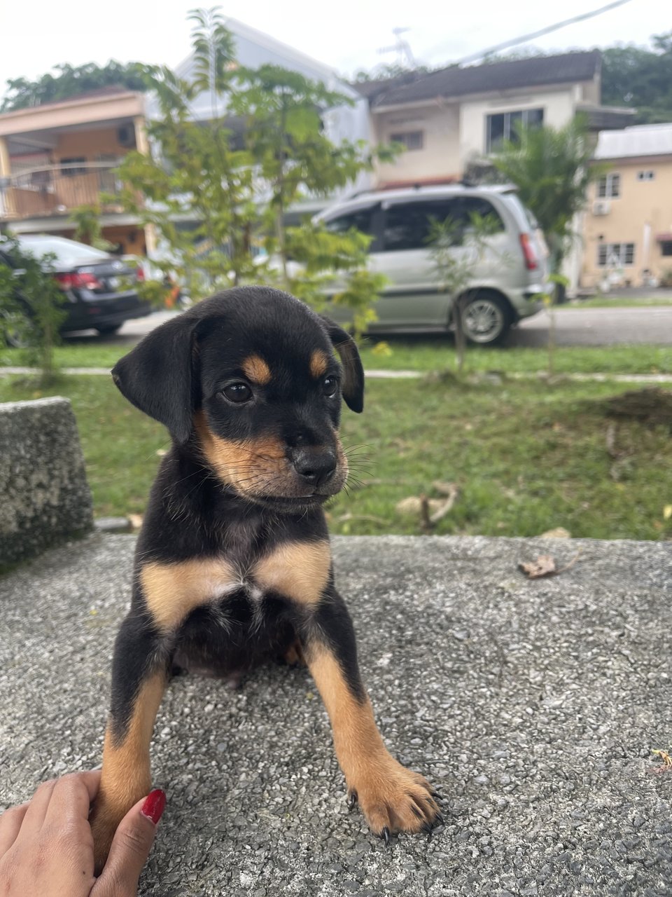 Puppies - Mixed Breed Dog