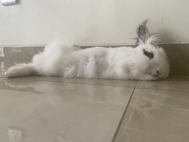 Dastan, Zorro And Gutsy - Holland Lop + Lionhead Rabbit