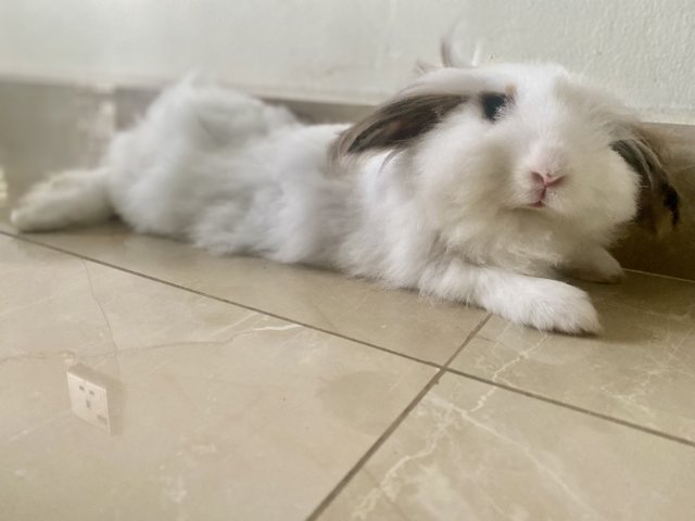 Dastan, Zorro And Gutsy - Holland Lop + Lionhead Rabbit