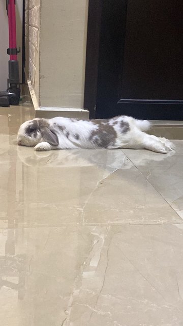 Dastan, Zorro And Gutsy - Holland Lop + Lionhead Rabbit