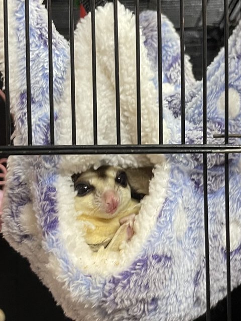 Ebi And Enoki - Sugar Glider Small & Furry