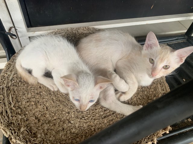 Biggy &amp; Tiny - Domestic Short Hair Cat